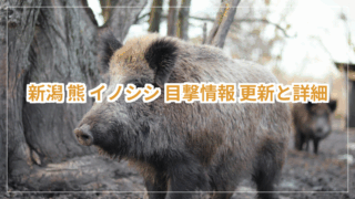 新潟市秋葉区 雨雲レーダー